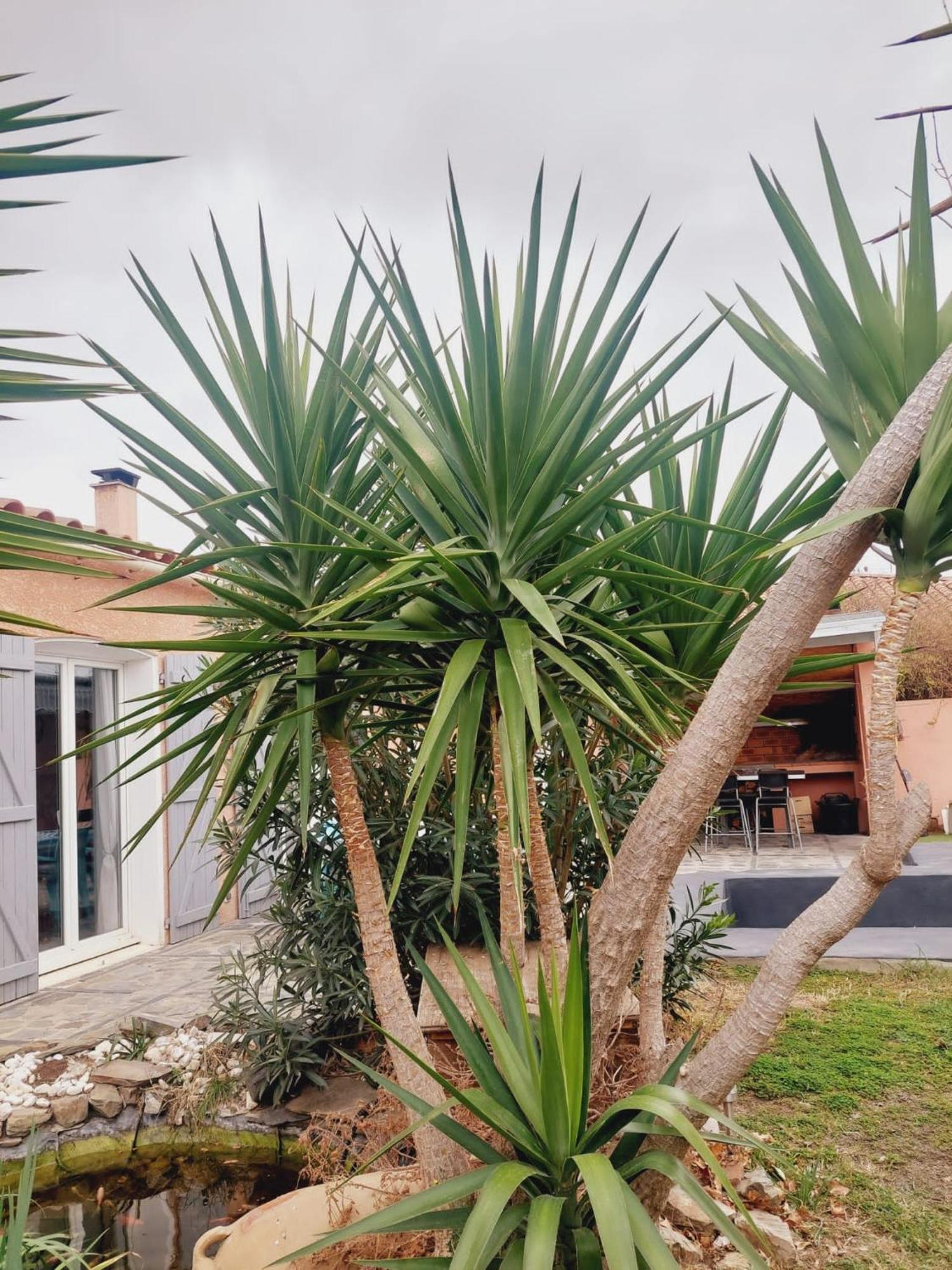 Charmante Villa Equipee, Piscine Le Soler Exterior photo